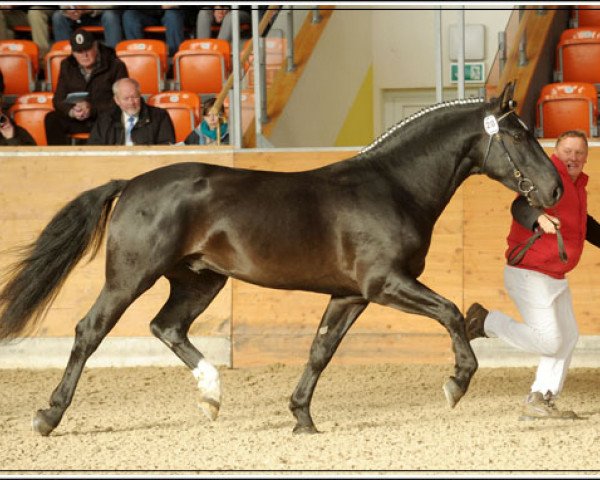 dressage horse Eros (Alt-Oldenburger / Ostfriesen, 2009, from Edano I Mo 1454)