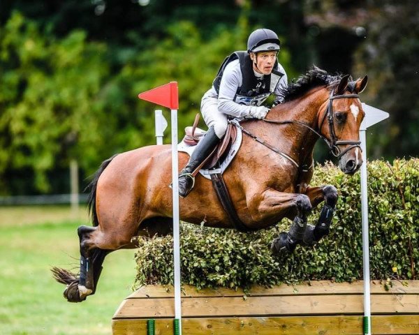 horse Kulo (Belgian Warmblood, 2010, from Crescendo)
