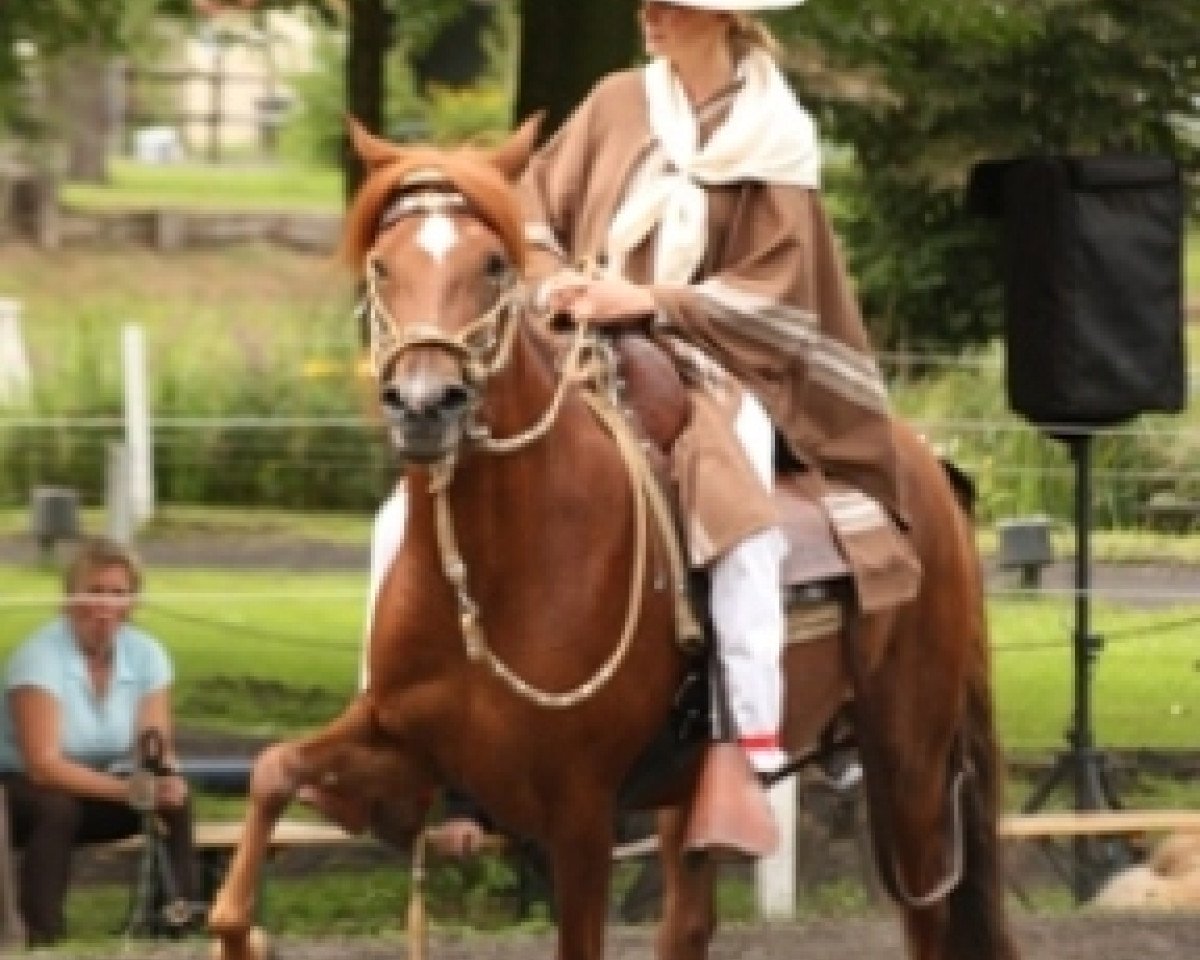 horse MVM Felicia (Peruvian Paso, 2004, from Sanson)