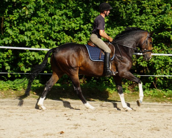 Pferd Eltino (Westfale, 2017, von Elton John)