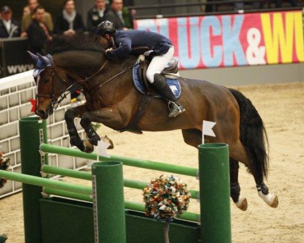 Jumper E & W Armani (Oldenburger, 1995, from Argentinus) - Fest der Pferde Wien: Finaler Stechkrimi beim Wiener Hallen-Derby endet mit Sieg von Christian Ahlmann (GER) - Hugo Simon (AUT) auf Platz drei