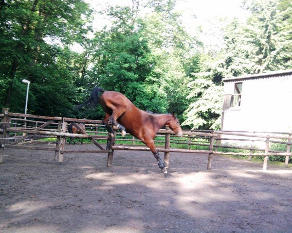 horse Chicago 127 (Hessian Warmblood, 2007, from Contioso DR)