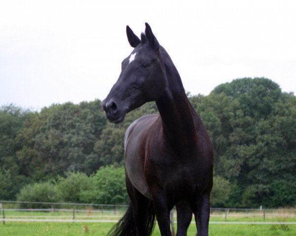 broodmare Chayenne (Westphalian, 1996, from Casaretto)