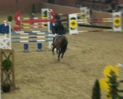 Springpferd Ladalco 19 (Holsteiner, 1994, von Lux Z)