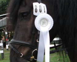 horse Tequila 222 (Friese,  )