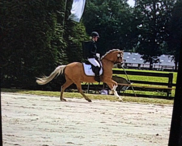 Dressurpferd Donnerwetters Daiquiri (Deutsches Reitpony, 2008, von Donnerwetter)