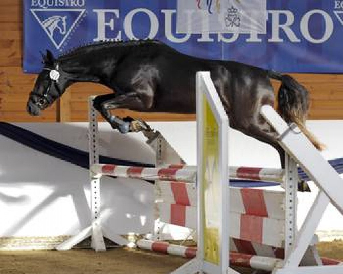 stallion Dark George (German Riding Pony, 2009, from Auenhof's Allstar)