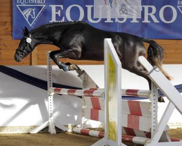 stallion Dark George (German Riding Pony, 2009, from Auenhof's Allstar)