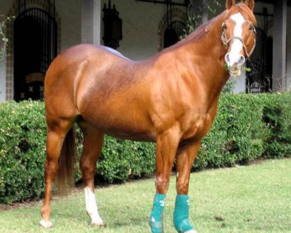 stallion First Down Dash (Quarter Horse, 1984, from Dash For Cash)