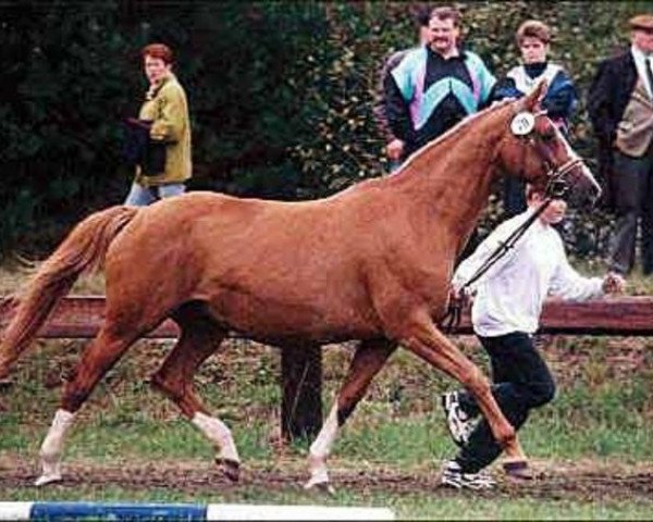 Zuchtstute Etana (Trakehner, 1984, von Falke) Zuchtstute Etana (Trakehner, 1984, von Falke)