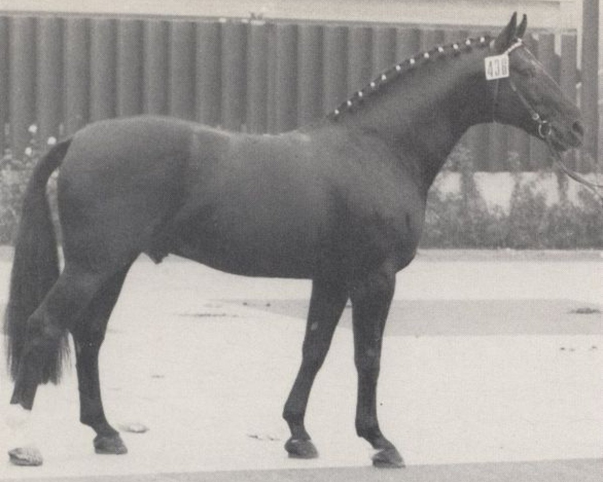 stallion Situs (Westphalian, 1970, from Sioux)