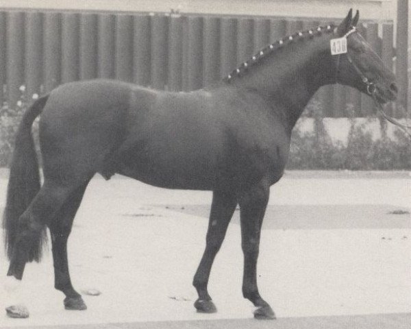 stallion Situs (Westphalian, 1970, from Sioux)