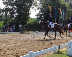 dressage horse Fayola 11 (Hanoverian, 2012, from Fabregas)