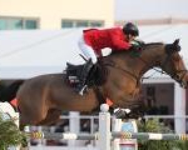 jumper Sanne R (KWPN (Royal Dutch Sporthorse), 1999, from Cavalier)