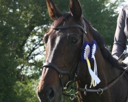 dressage horse Lescadeur (Oldenburg, 2008, from Lord Pezi)