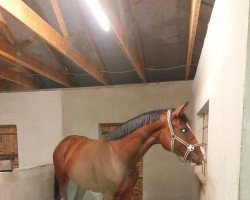 Springpferd Greetje 6 (KWPN (Niederländisches Warmblut), 2017, von George)