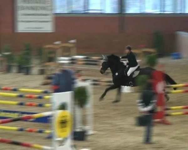 jumper Waitaki 43 (Zweibrücken, 2004, from Wildfire) jumper Waitaki 43 (Zweibrücken, 2004, from Wildfire)