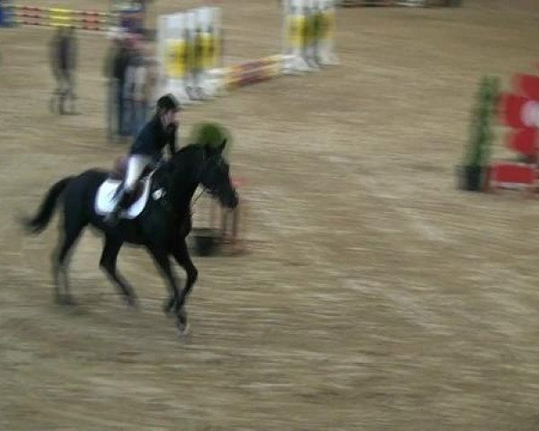 jumper Versace (Trakehner, 1993, from Herzruf)