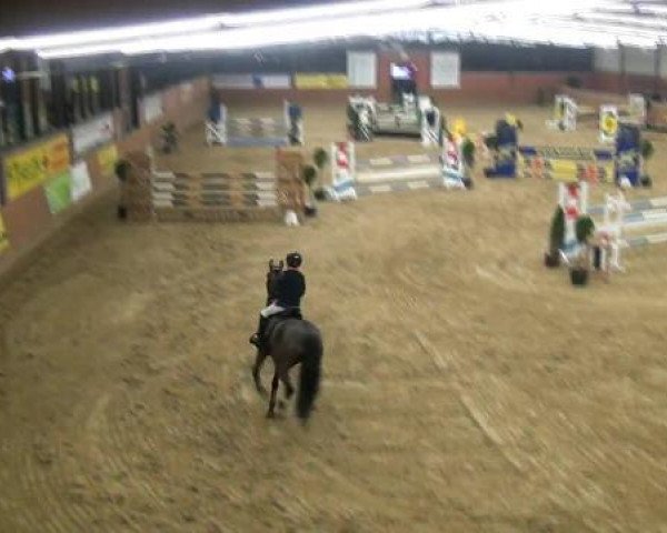 jumper Wild At Heart T (Swedish Riding Pony, 2000, from Moflos Zmirnof)