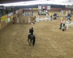 jumper Wild At Heart T (Swedish Riding Pony, 2000, from Moflos Zmirnof)