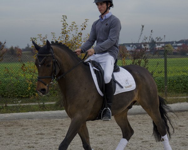 stallion Benevito HS (German Riding Pony, 2002, from Benetton S) stallion Benevito HS (German Riding Pony, 2002, from Benetton S)