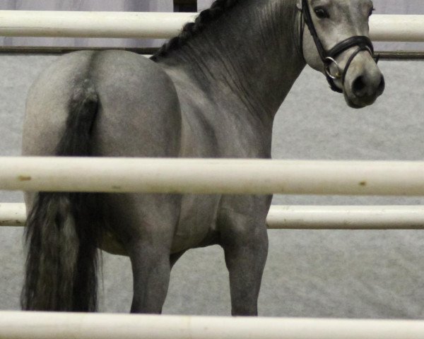 stallion Denley Lord (German Riding Pony, 2010, from Dream of Lord)