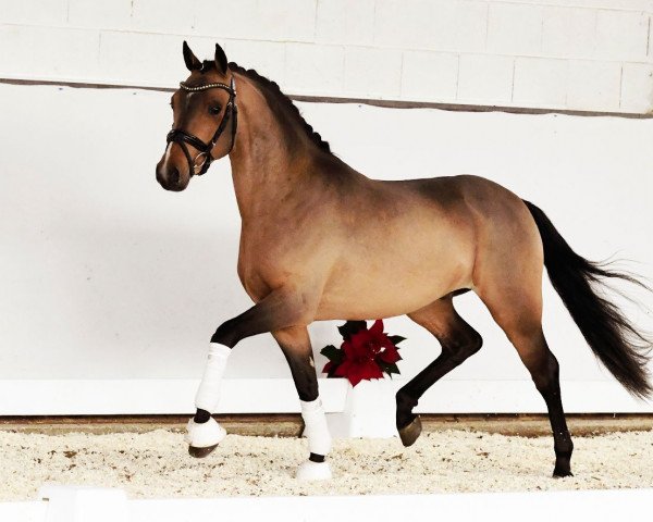 horse Dreamboy (German Riding Pony, 2019, from Dropje voor Dropje)