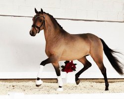 horse Dreamboy (German Riding Pony, 2019, from Dropje voor Dropje)