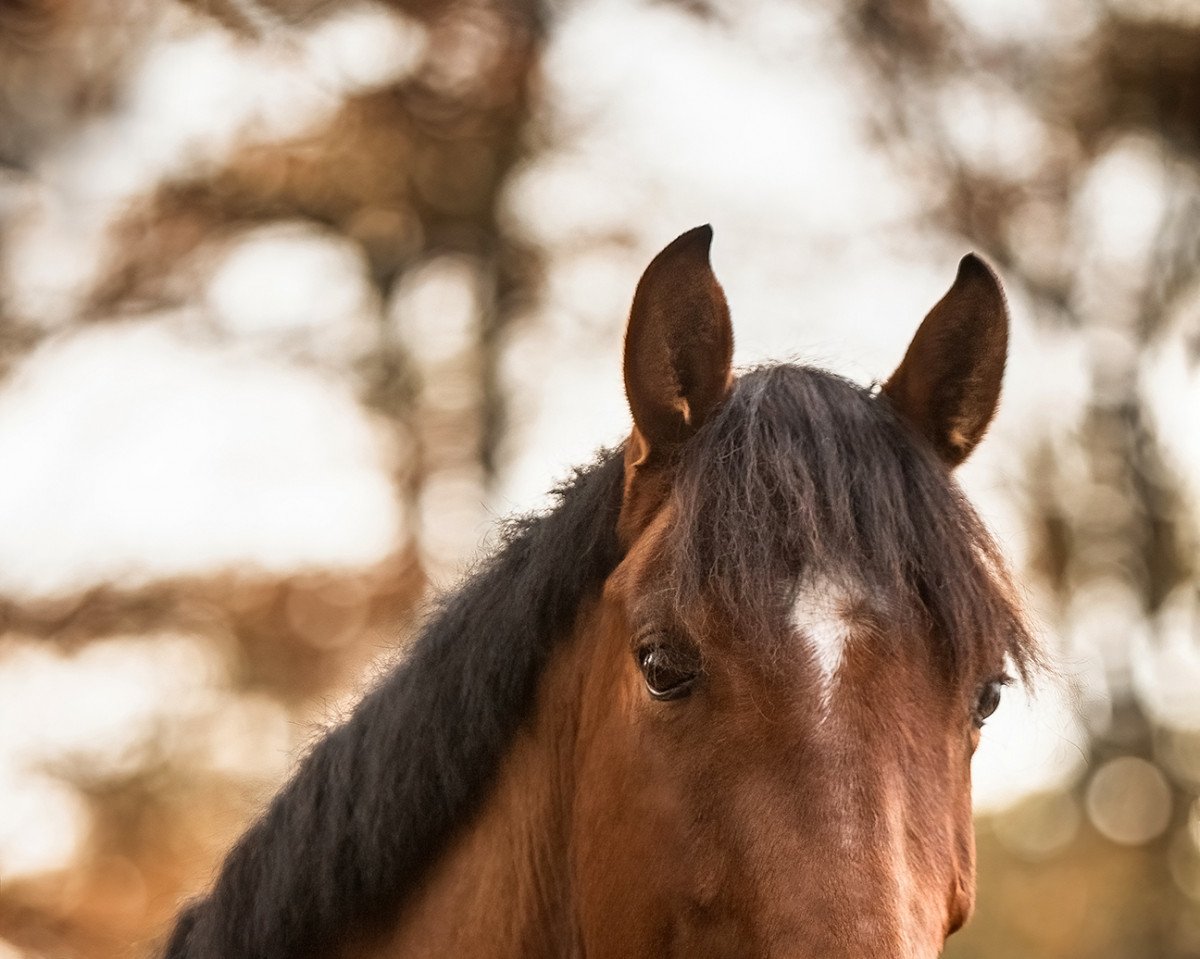 dressage horse Lucky Curl (German Warmblood, 2016, from Lauck's Locke)