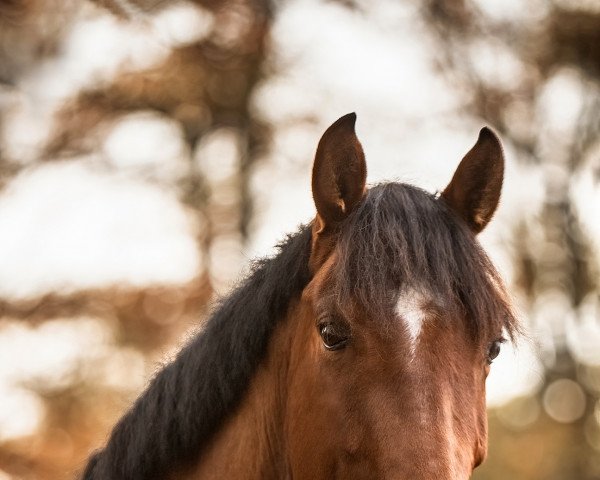 dressage horse Lucky Curl (German Warmblood, 2016, from Lauck's Locke)