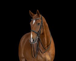 dressage horse Lancaster Le Beau (Hanoverian, 2008, from Londonderry)