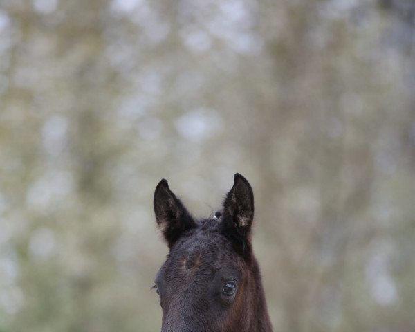 stallion Clausen (German Sport Horse, 2022, from Cornets Cool Edition)