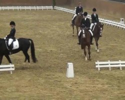 horse Grand Cru 23 (Belgian Warmblood,  )