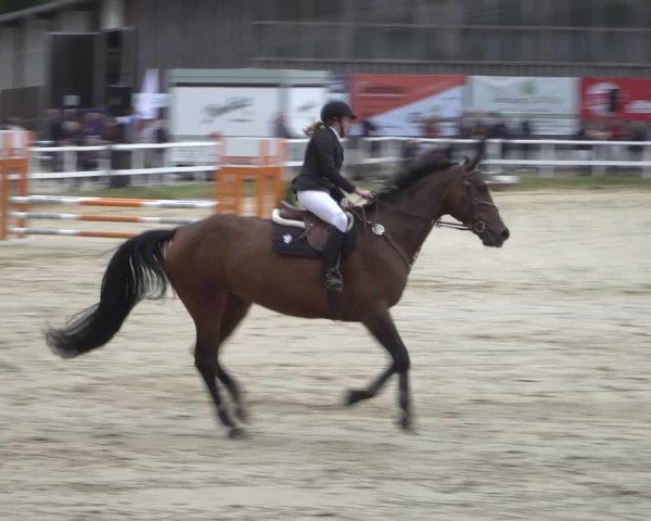Reitturnier Siegen-Weidenau 2022