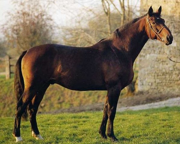 stallion Kouglof II (Selle Français, 1976, from Nankin) stallion Kouglof II (Selle Français, 1976, from Nankin)