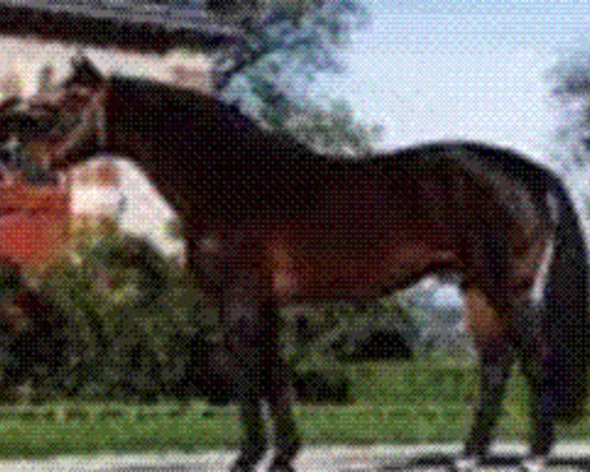 stallion Quouglof Rouge (Selle Français, 1982, from Kouglof II)