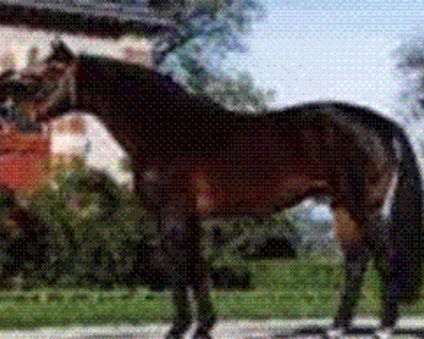 stallion Quouglof Rouge (Selle Français, 1982, from Kouglof II)