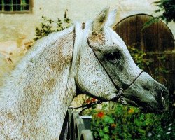 stallion Montasar ox (Arabian purebred, 1981, from Madkour 1964 EAO)