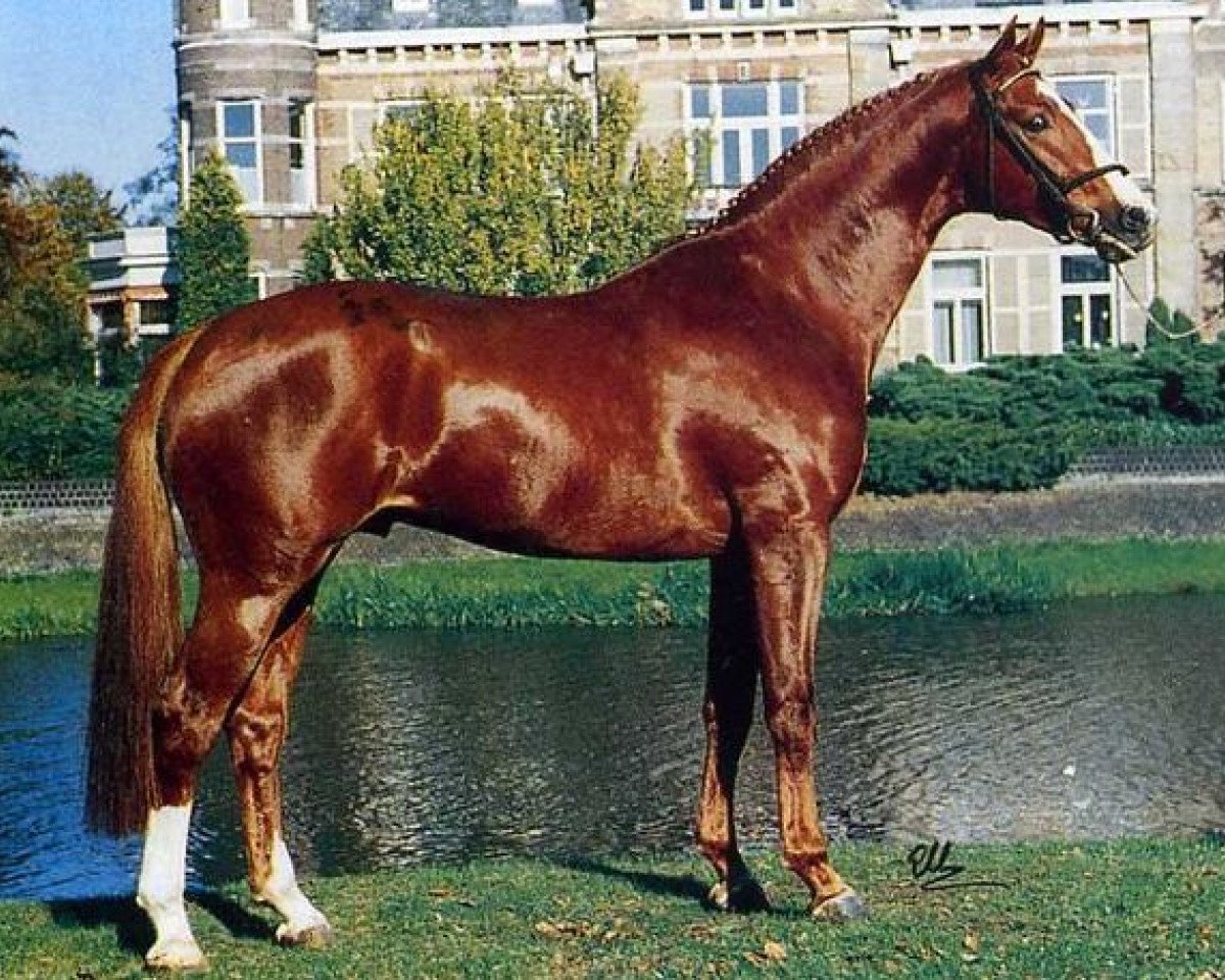 Deckhengst Iroko (Westfale, 1990, von Pilot)