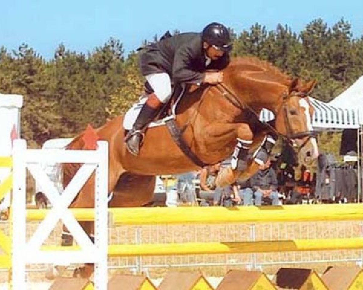 Deckhengst Power Light (Hannoveraner, 1988, von Pilot)