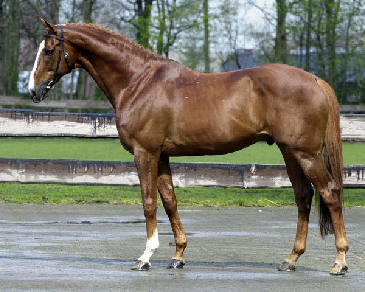 Deckhengst Roven xx (Englisches Vollblut, 1990, von Lefty xx)