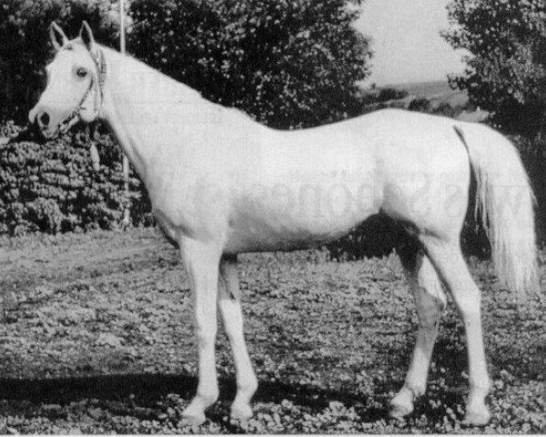stallion Patron 1951 ox (Arabian purebred, 1957, from Negatiw 1945 ox)