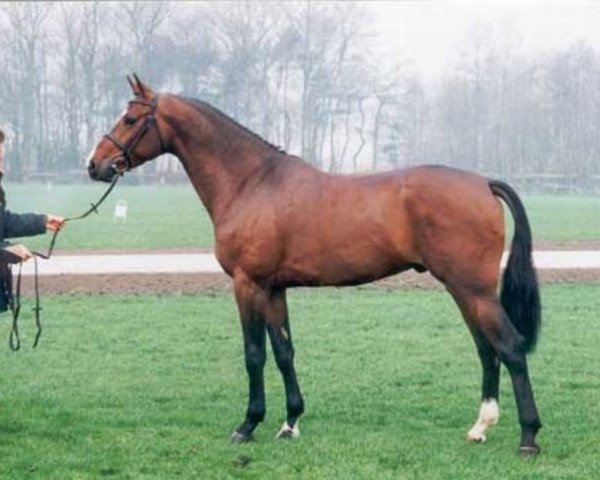 stallion Ilmeo (Selle Français, 1990, from Alme)