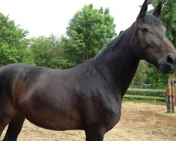 horse Bella Donna 97 (Hanoverian, 2008, from Don Frederico)
