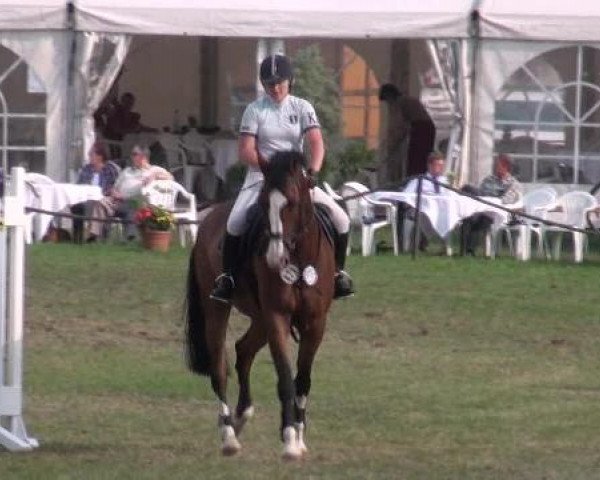 jumper San Sero 2 (Hanoverian, 2003, from San Brasil)