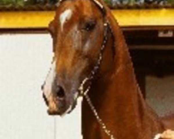 stallion Charming Champ (Württemberger, 1991, from Champ of Class) stallion Charming Champ (Württemberger, 1991, from Champ of Class)