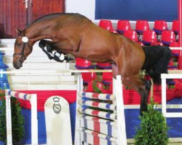 jumper Pb Quantico (Holsteiner, 2010, from Quirado)