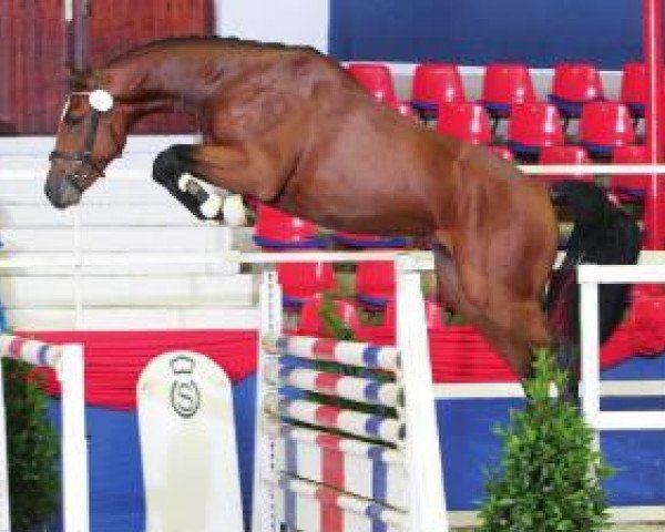 stallion Hengst von Lordanos (Hanoverian, 2010, from Lordanos) stallion Hengst von Lordanos (Hanoverian, 2010, from Lordanos)