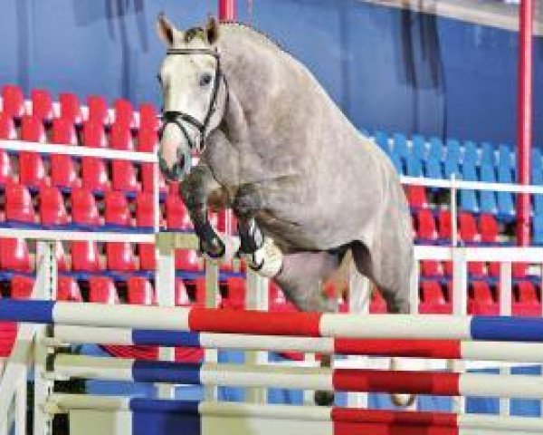 jumper Cornet's - Storm (Oldenburg show jumper, 2010, from Cornet's Stern)