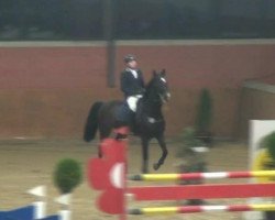 stallion Let's dance (Westphalian, 1991, from Lets Go)